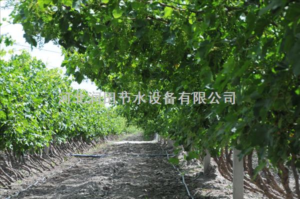 蔬菜滴灌这家好|河南沁阳市蔬菜滴水带