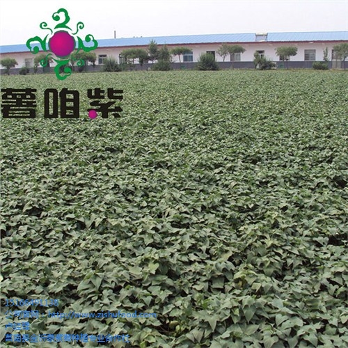 山东紫薯粉批发山东紫薯粉价格金沂蒙供