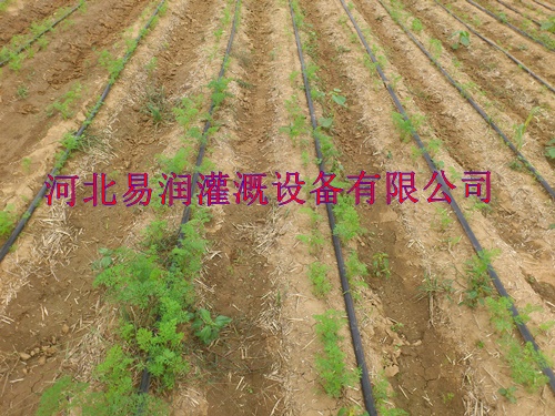 河北西红柿微滴带厂家 滴灌带高效节水灌溉