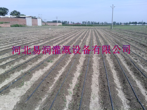 河北西红柿微滴带厂家滴灌带配件批发