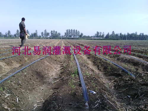 河北西红柿滴灌带技术微滴带生产厂家
