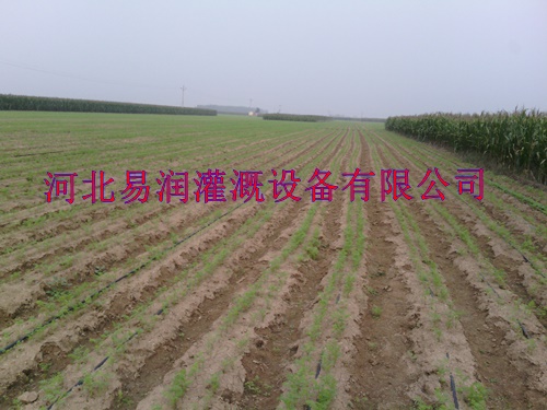 节水滴灌带河北西红柿微滴带规格齐全