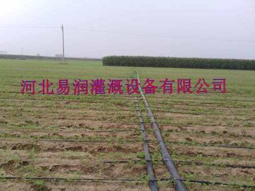 河北微滴带西红柿滴灌厂家|振兴大田滴灌带专业厂家