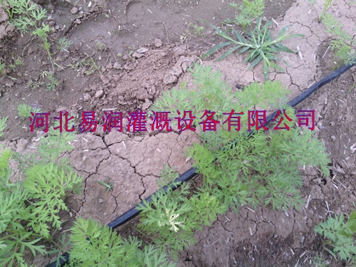 河北大田滴灌带设备振兴西红柿微滴带滴灌厂家
