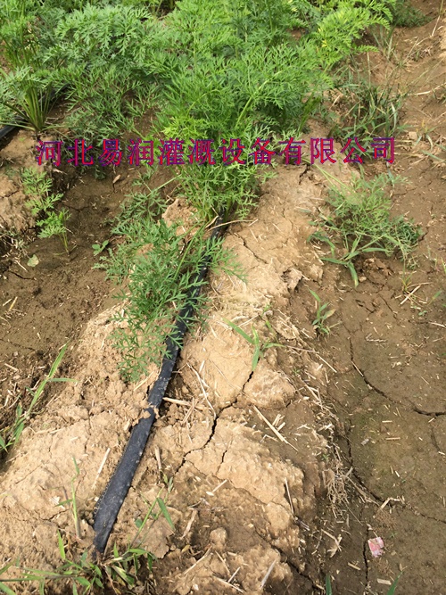 河北优质大田滴灌带振兴西红柿微滴带滴灌厂家