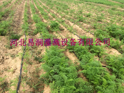 微滴带滴灌厂家河北西红柿振兴耐用大田滴灌带批发