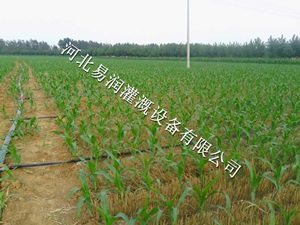河北土豆大田微喷带的批发 水龙带厂家直销