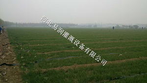 微喷带质优价廉|河北土豆大田微喷 水龙带水肥一体化
