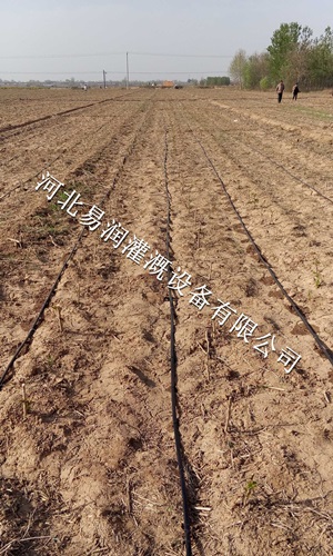 河北土豆大田微喷设备型号 水龙带规格