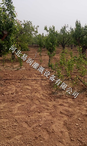 微喷带、大田微喷供不应求【河北土豆水龙带】