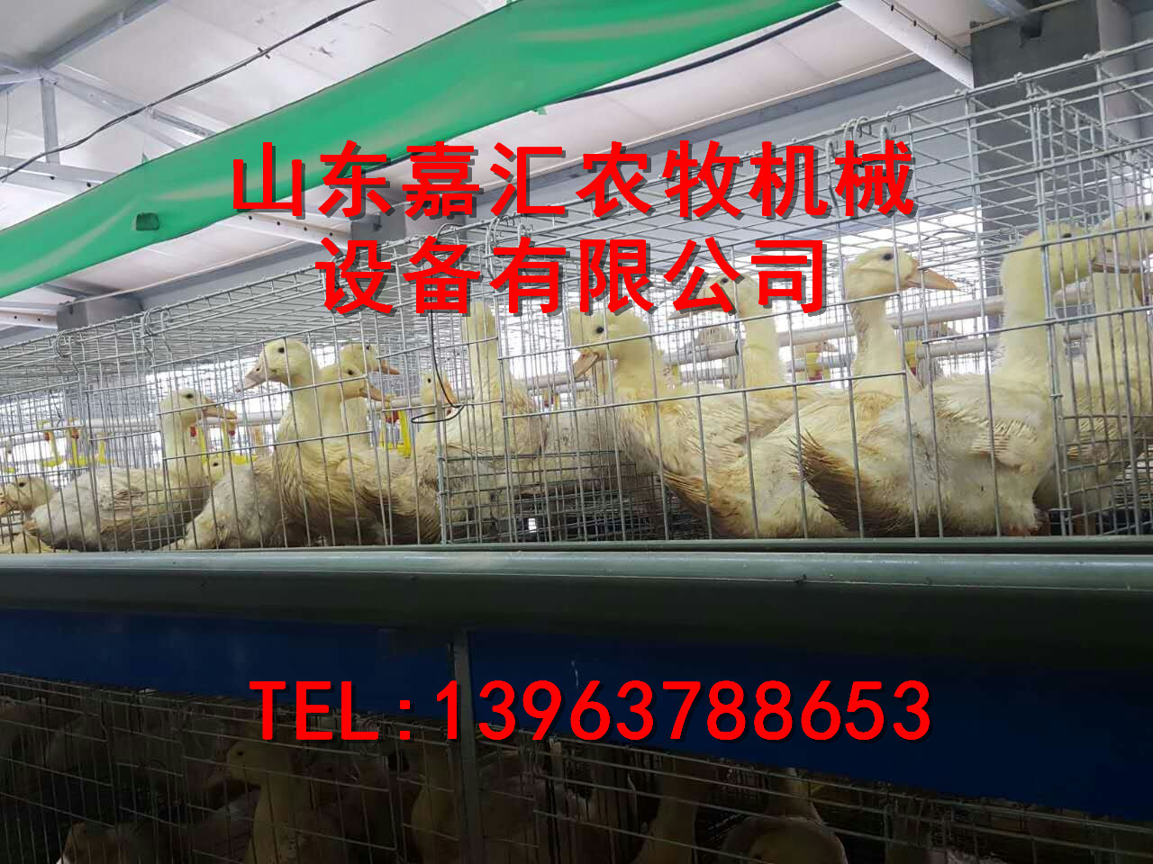 嘉汇机械笼养肉鸭