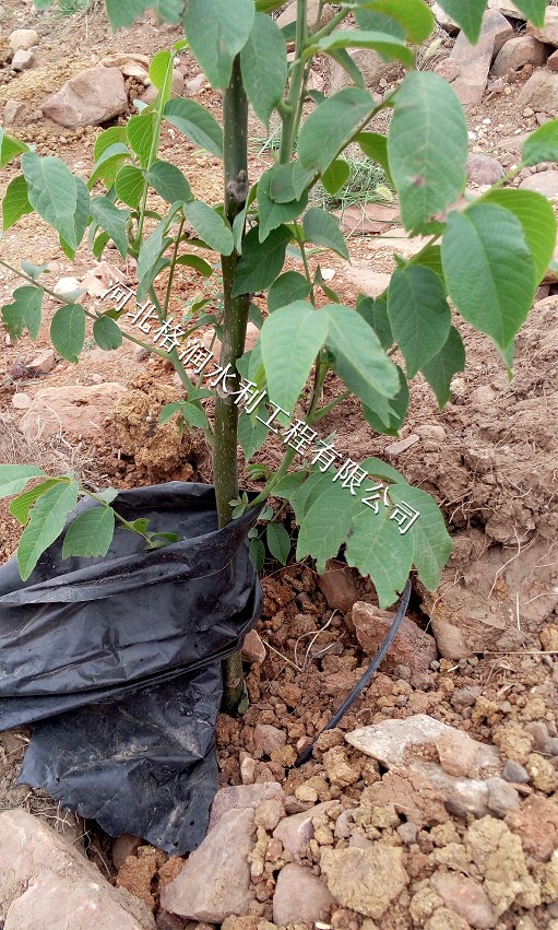 果树水肥一体化|西安苹果果树滴灌管设备