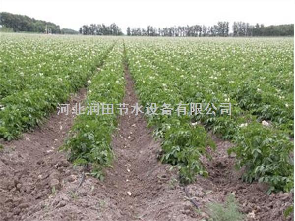 大田滴灌 河南周口项城市土豆滴灌带价格