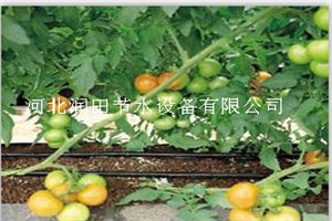 大田滴灌 河南周口项城市红薯节水灌溉滴灌管