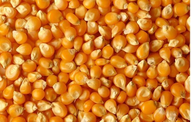 饲料厂大量收购玉米、小麦、菜饼、次粉等饲料原料
