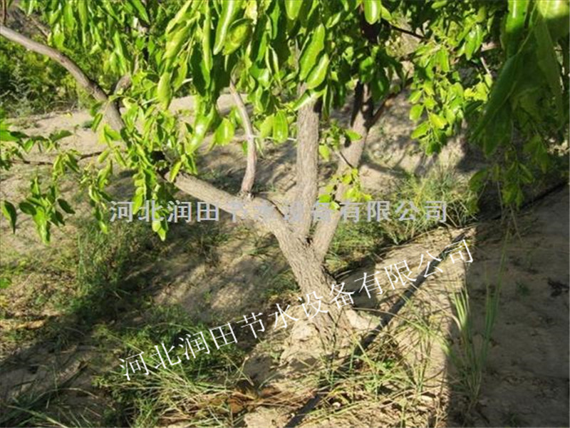 厂家直销果树滴管 四川泸州合江县果树灌溉 小管出流