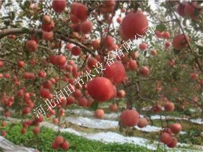 各种规格果树滴灌配件 四川泸州合江县果树滴灌毛管套装价格