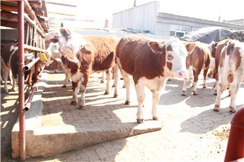 内蒙西门塔尔牛 内蒙西门塔尔牛供应 大地供