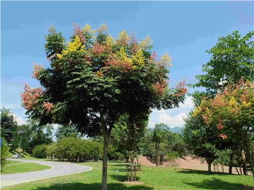 大型栾树种植基地|子轩供