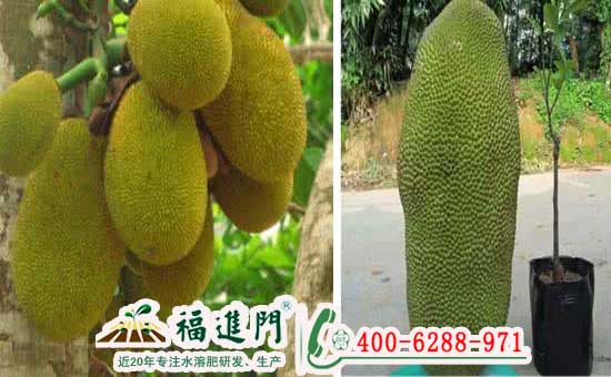 福进门膨果专用肥让你的菠萝蜜大又甜