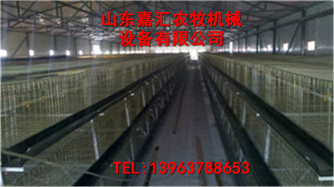 嘉汇公司笼养蛋鸡