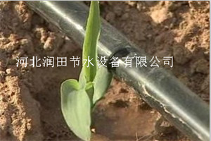 陕西省旬阳县大棚滴灌 马铃薯灌溉圆柱式滴灌管