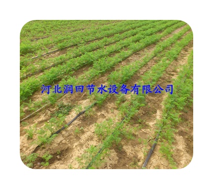 水肥一体化滴灌 陕西省旬阳县红薯灌溉 贴片式滴灌带