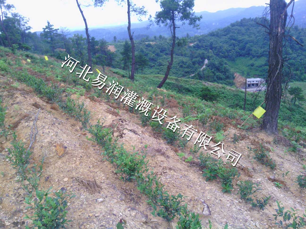 宝鸡市千阳县草莓灌溉PE管小管出流 果树滴灌量大从优