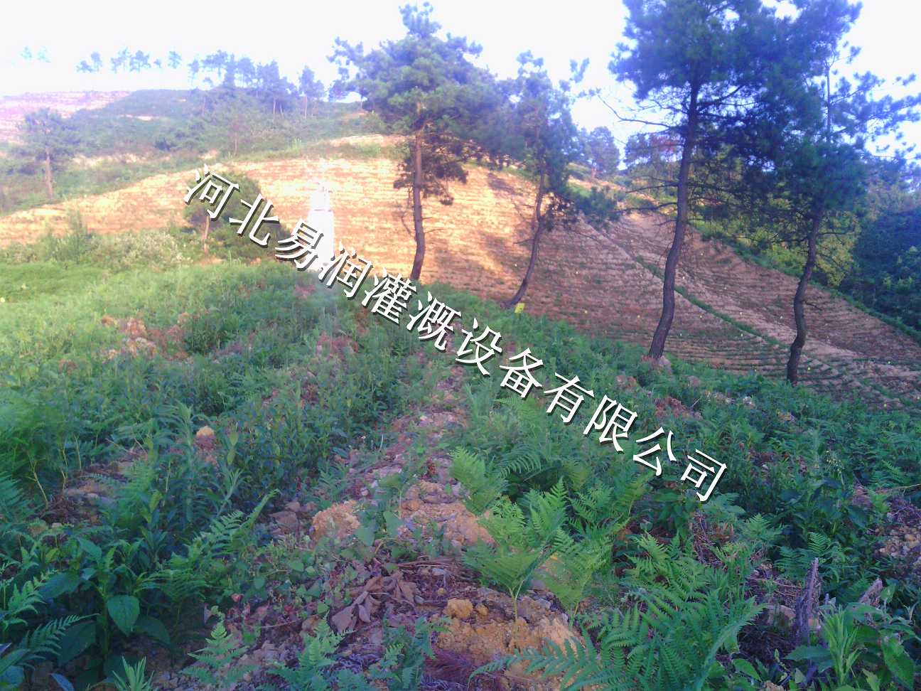 灌溉PE管小管出流|宝鸡市千阳县草莓果树滴灌