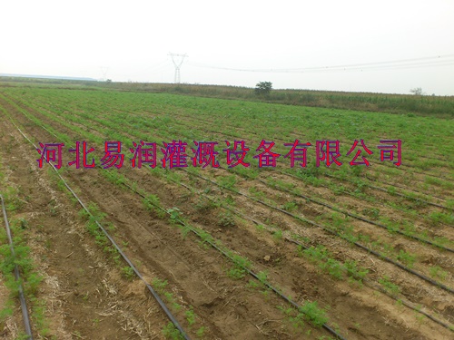 宝鸡市岐山县扁水带工程用优质滴灌带|PE滴灌带