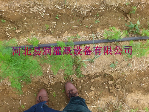 宝鸡市岐山县水肥一体化滴灌带灌溉 扁水带应用