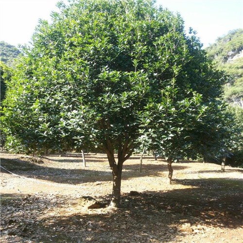 南通桂花树|南通桂花树厂家|南通桂花树厂家推荐|子轩供