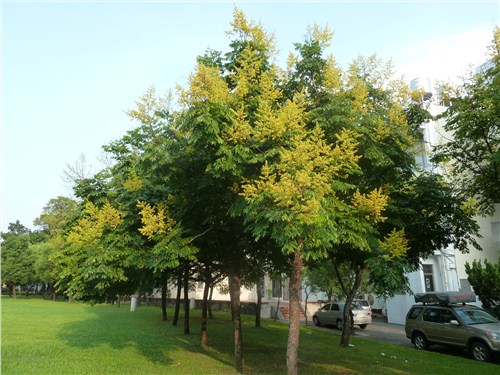 福建栾树大苗批发_天津栾树大苗种植教程_子轩供