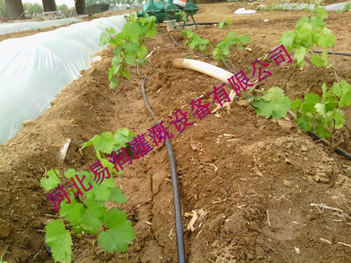 黑色滴水管节水灌溉系统【汉中市南郑县滴灌管】