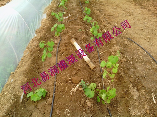 高品质黑色滴水管汉中市南郑县滴灌管水肥一体化