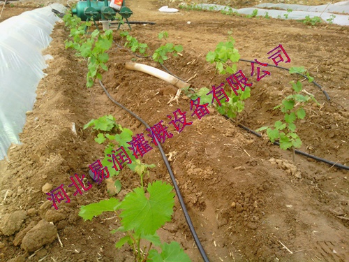 多种规格黑色滴水管|汉中市南郑县滴灌管品种齐全