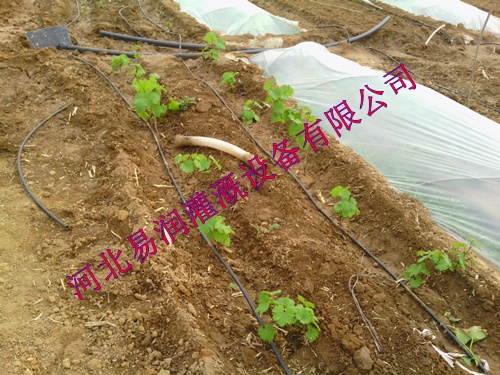 汉中市南郑县大滴灌管安装 黑色滴水管实施技术