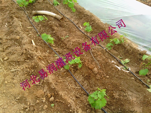 农业灌溉黑色滴水管设备|汉中市南郑县滴灌管