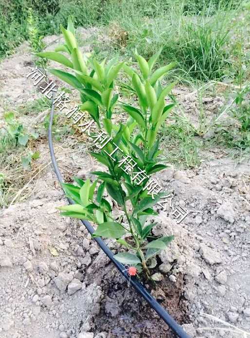 河南洛阳果树滴灌 滴灌管哪家好滴灌管价格