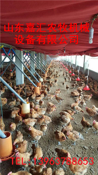嘉汇新品销售供应鸡鸭料线