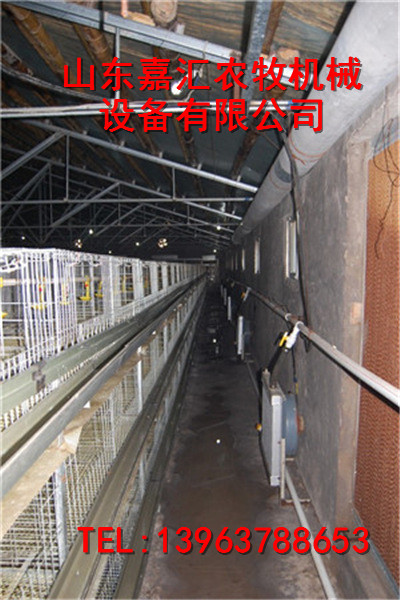 嘉汇新品供应笼养蛋鸡