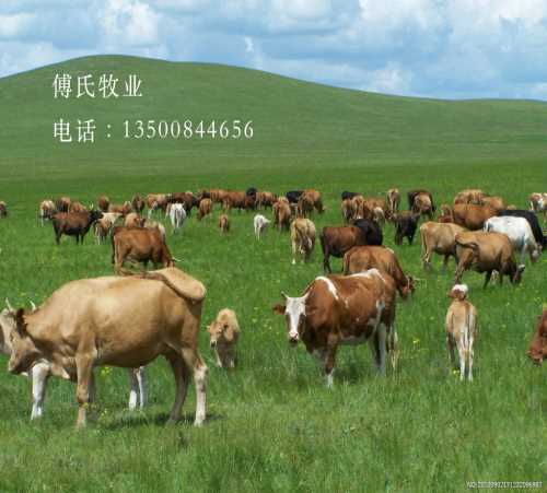 2016年黄牛采购 吉林改良黄牛养殖技术 吉林黄牛多少钱