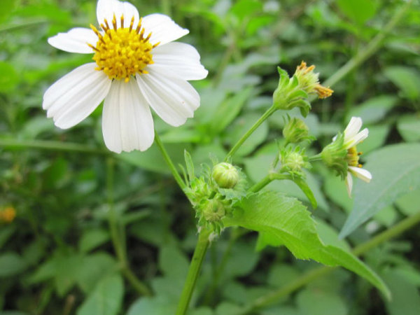 鬼针草提取物 三叶鬼针草 10:1 直销包邮