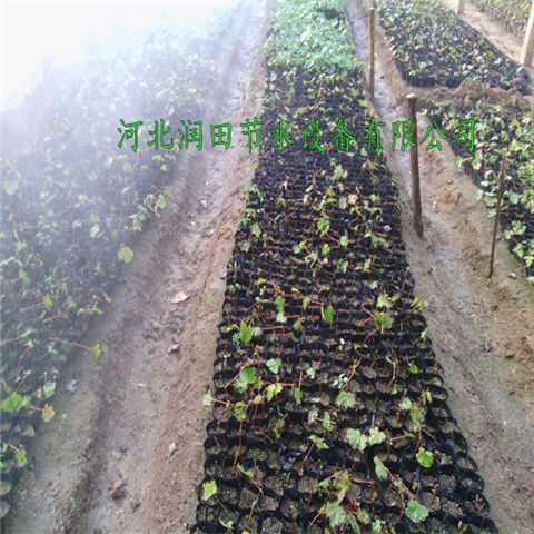 安徽无为县微喷头 大棚微喷使用