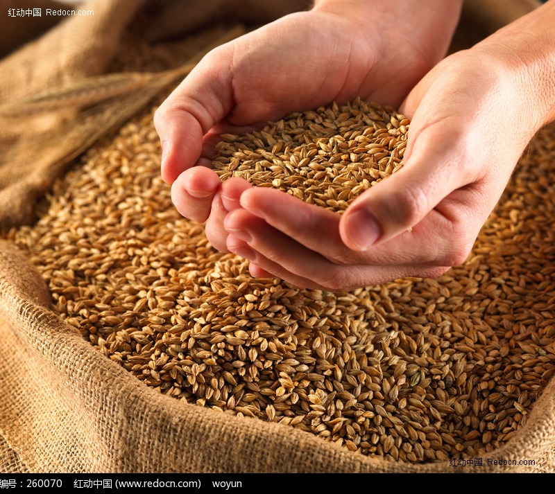 养殖场大量求购小麦碎米麸皮油糠面粉等