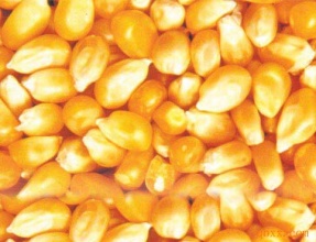 长期大量采购玉米高粱小麦等粮食
