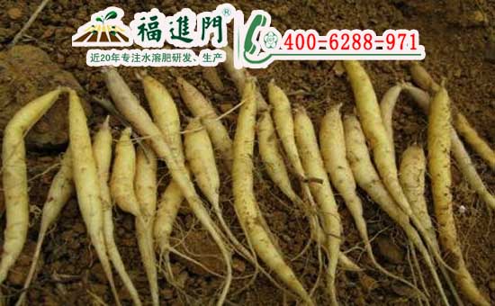 太子参高产多亏——福进门中药材膨大肥