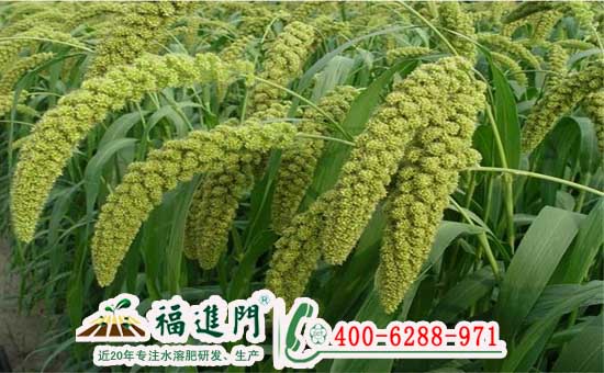谷子用了福进门高钾型水溶肥喜获丰收