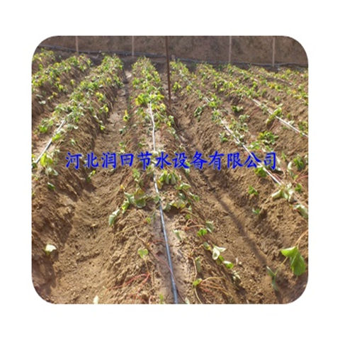 芜湖市无为县大棚蔬菜滴灌 滴水毛管 滴灌管