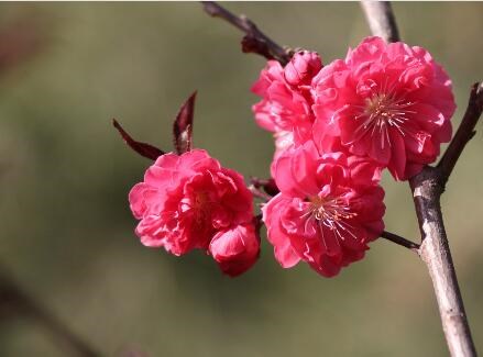 3cm-6cm红叶碧桃-两万棵红叶碧桃供应-两万棵红叶碧桃